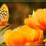 Бабочки по фэн-шуй — символ любви и радости