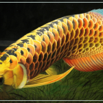 Рыба Арована — символ богатства и процветания в фэн-шуй