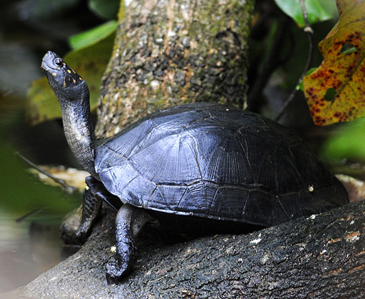 небесное животное черная черепах фэн-шуй