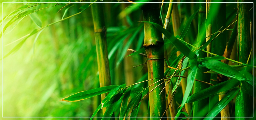 Бамбук в фэн-шуй — талисман благополучия и счастья