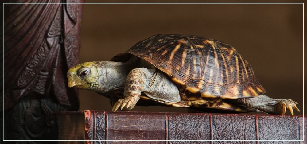 Черепаха в фэн-шуй — мудрый и надежный защитник и помощник
