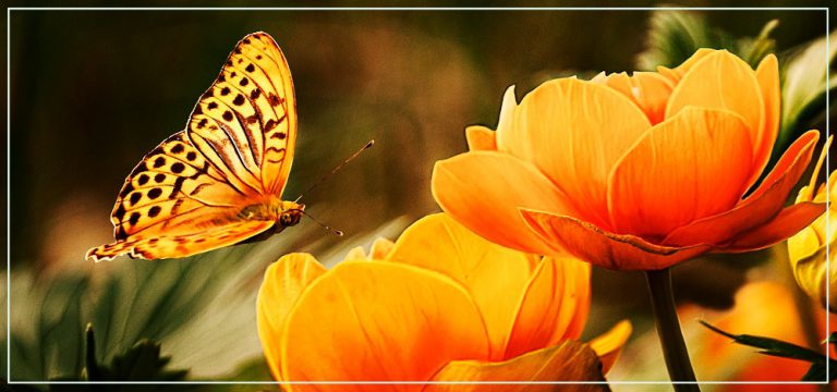 Бабочки по фэн-шуй — символ любви и радости
