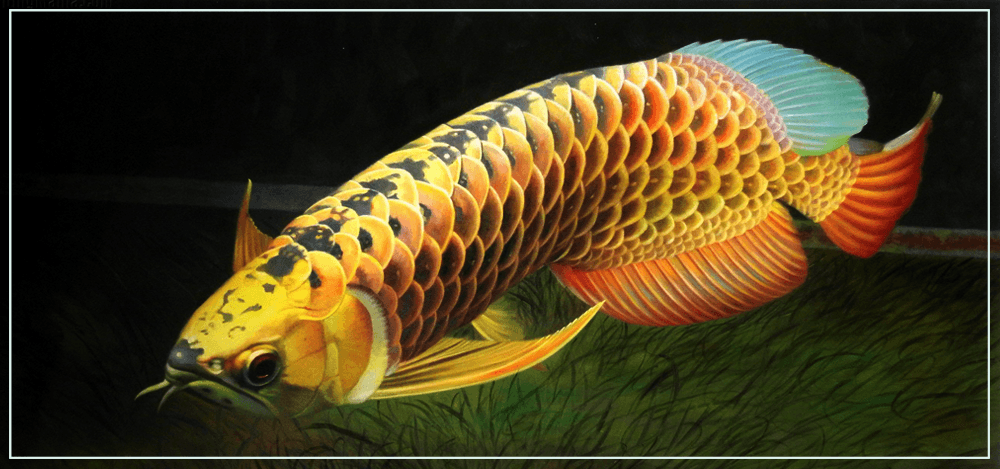 Рыба Арована — символ богатства и процветания в фэн-шуй