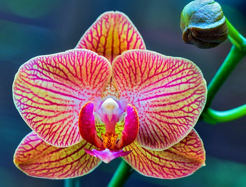орхидея по фен шуй значение